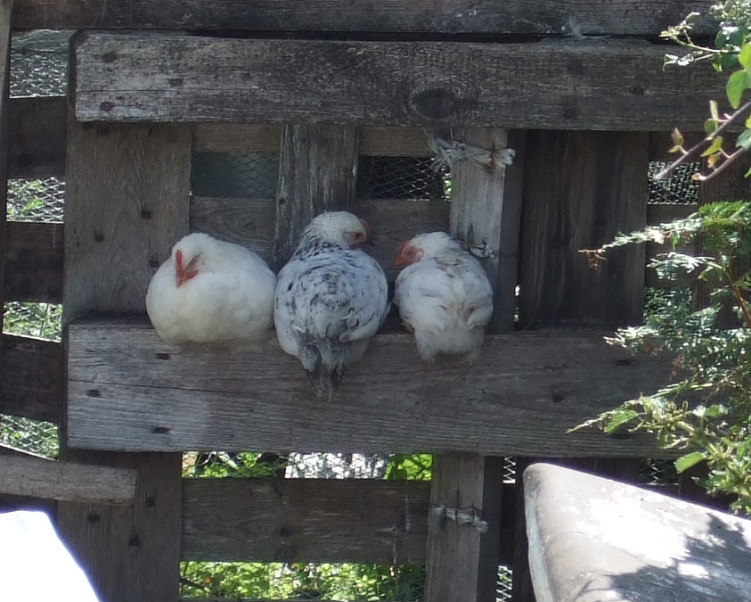 the rest of the family